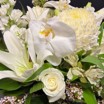 White delight